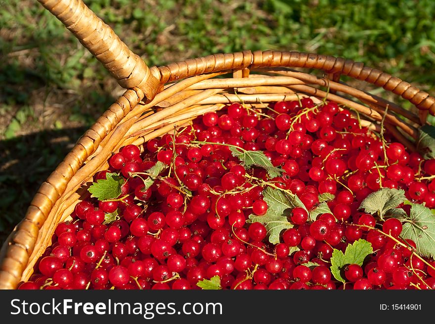 The red currant is collected in a basket