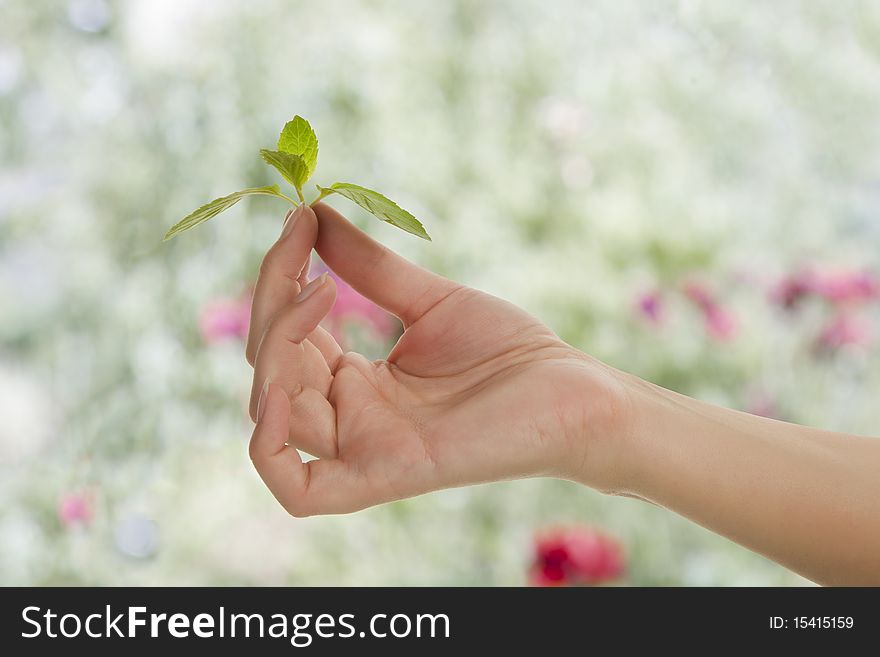 Female hand holding fresh mint leaf in garden.