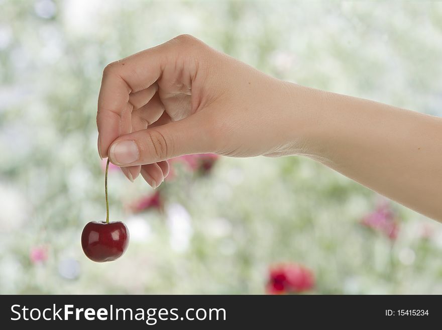 Female hand holding a ripe cherry in garden. Female hand holding a ripe cherry in garden.