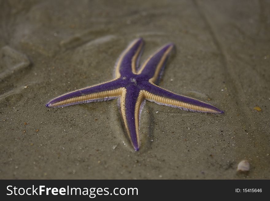 A starfish stranded on the beach in Hammock, Florida. A starfish stranded on the beach in Hammock, Florida