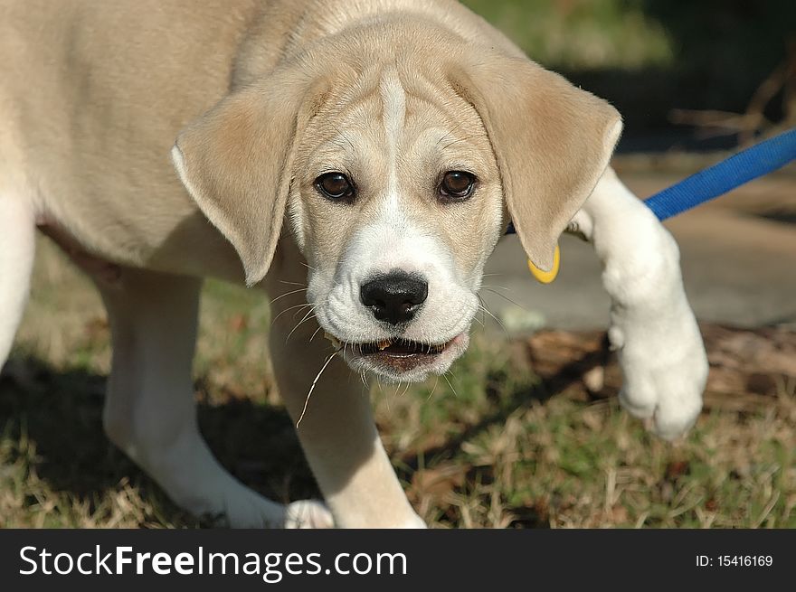 Cute rescued puppy with leg caught in leash. Cute rescued puppy with leg caught in leash.