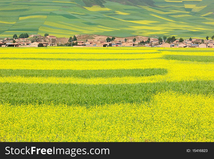 Every year in July,in China Qinghai Province ï¼Œone million acres rape blossomã€‚. Every year in July,in China Qinghai Province ï¼Œone million acres rape blossomã€‚