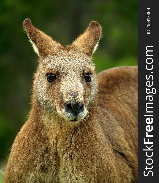 Close up picture of brown kangaroo in wildlife conservation, Australia.