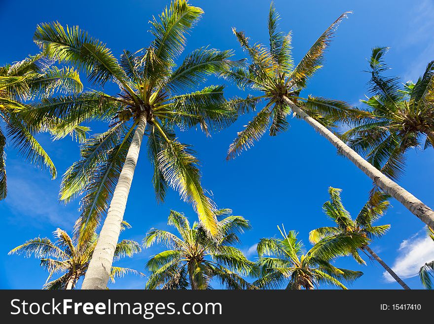 Palms on the beach at summertime