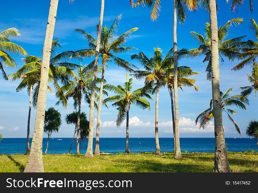 Palms on the beach at summertime