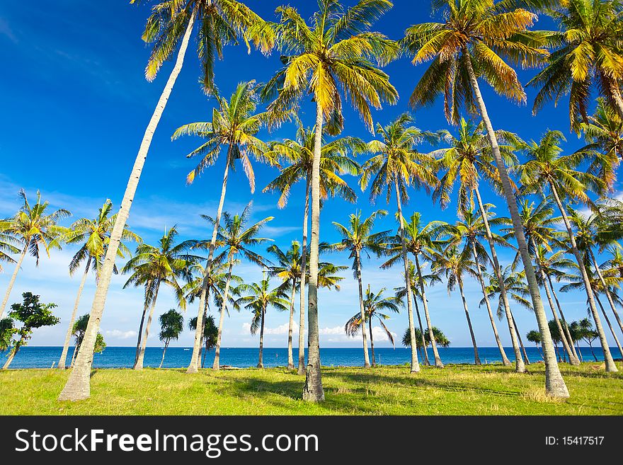 Palms on the beach at summertime