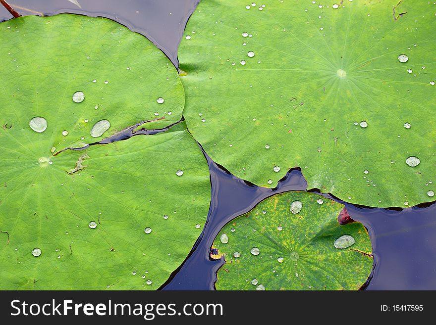 Green Lotus Leaf With Water Drop