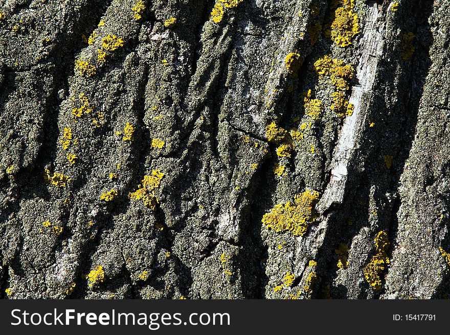 Bark of an old tree photographed close up. Bark of an old tree photographed close up