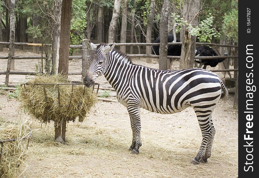 A zebra is eating in the zoo