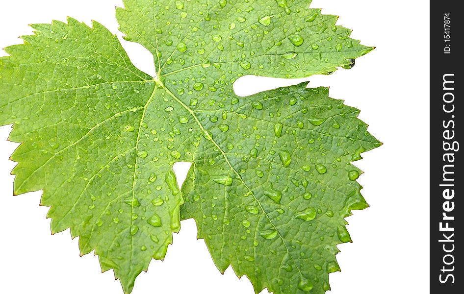 Grape leaves on a white background. Raindrops. Grape leaves on a white background. Raindrops