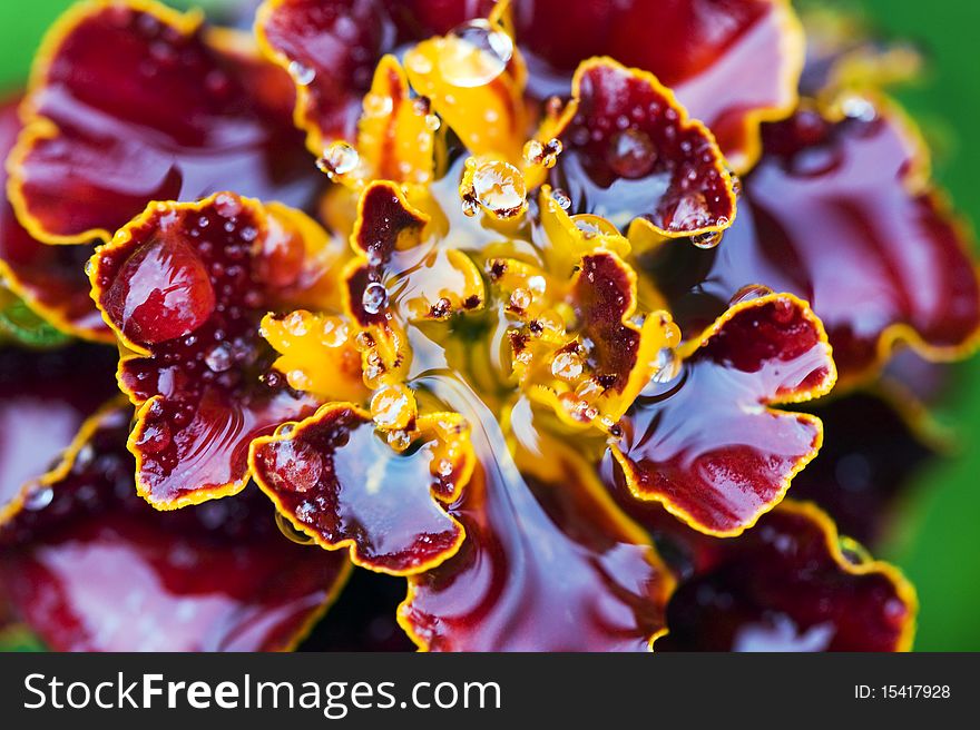 Flowers after a rain