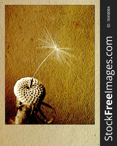 The texture of old paper with a flower dandelion - design retro background