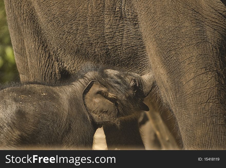A baby elephant and her mother at the Sydney Toronga Zoo on a warm summer afternoon. A baby elephant and her mother at the Sydney Toronga Zoo on a warm summer afternoon