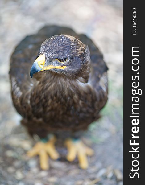 Steppe eagle - close-up portrait of this majestic bird of prey