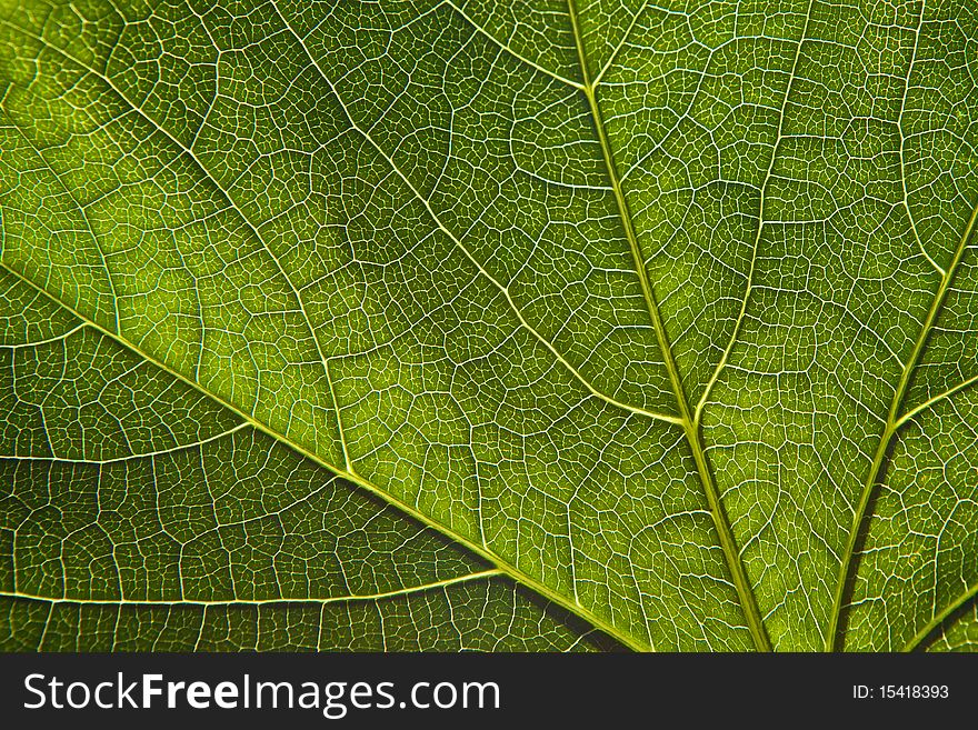 Green leaf close-up