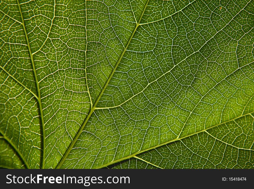 Green leaf close-up as bacground