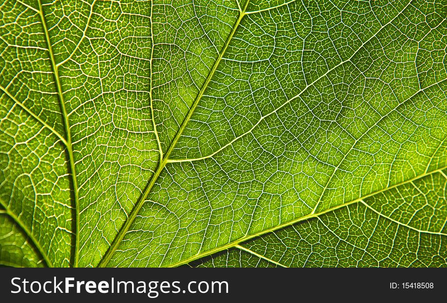 Green Leaf Close-up