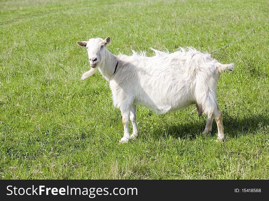 White goat on green grass
