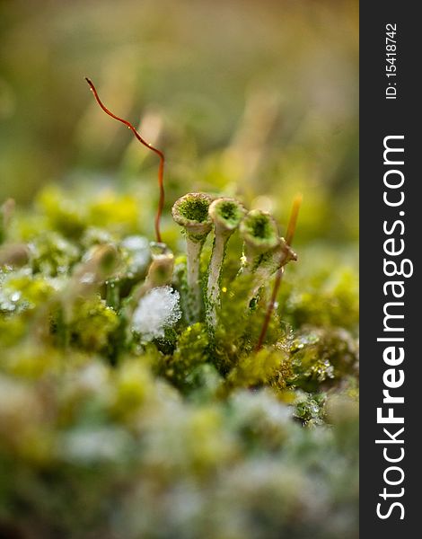 Moss In The Melting Snow