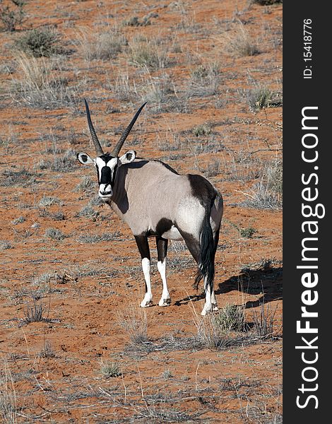 Oryx on a red dune in the Kgalagadi Transfrontier National Park in South Africa and Botswana