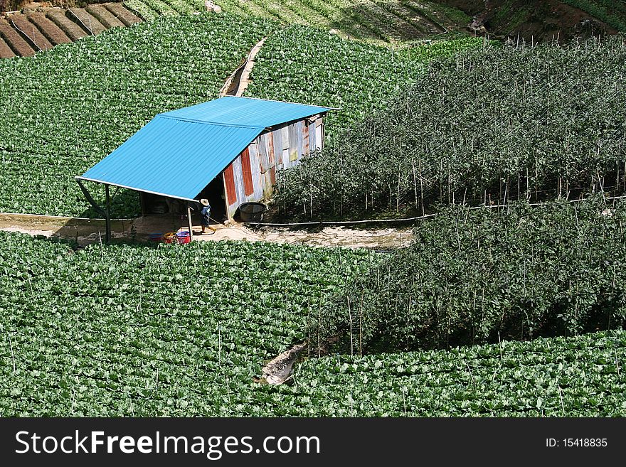 This is intensive farming in the developing world. This farm has cabbage and a bean type crop. This is horticultural style farming. This is intensive farming in the developing world. This farm has cabbage and a bean type crop. This is horticultural style farming.