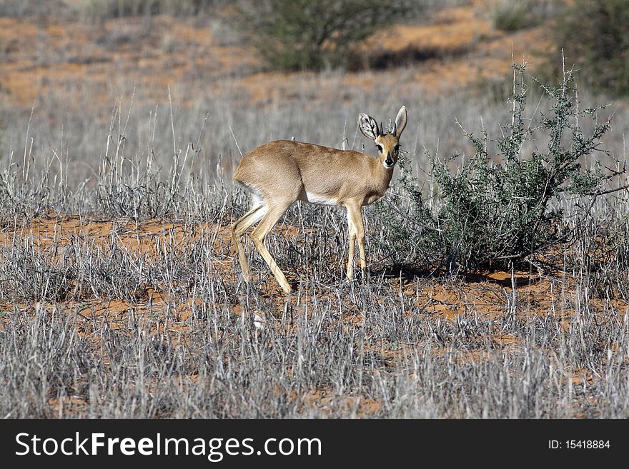 A Steenbok, Raphicerus campestris, a common small antelope of southern and eastern Africa in the Kgalagadi Transfrontier National Park in South Africa and Botswana. It is sometimes known as the Steinbuck or Steinbok. A Steenbok, Raphicerus campestris, a common small antelope of southern and eastern Africa in the Kgalagadi Transfrontier National Park in South Africa and Botswana. It is sometimes known as the Steinbuck or Steinbok.