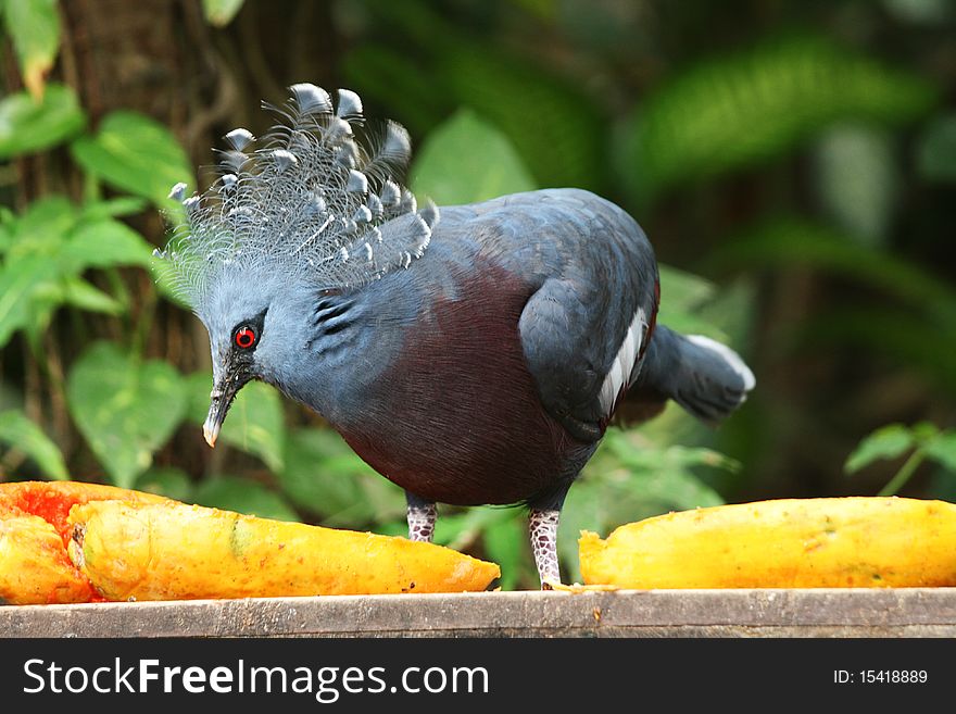 This is a Victoria Crowned Pigeon feeding on some papaya. It's from New Guinea originally.