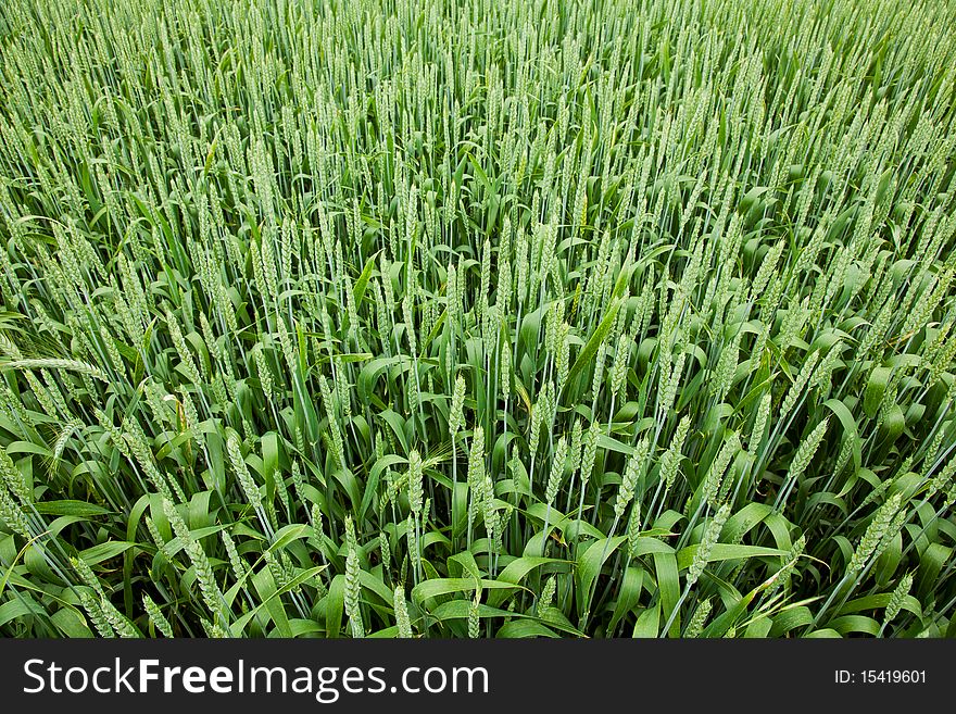 Field of green wheat in spring