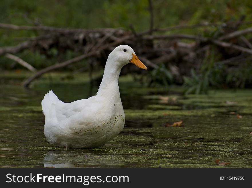 The word goose (plural: geese) is the English name for a considerable number of birds, belonging to the family Anatidae. This family also includes swans, most of which are larger than true geese, and ducks, which are smaller and like rain. This article deals with the true geese in the subfamily Anserinae, tribe Anserini.