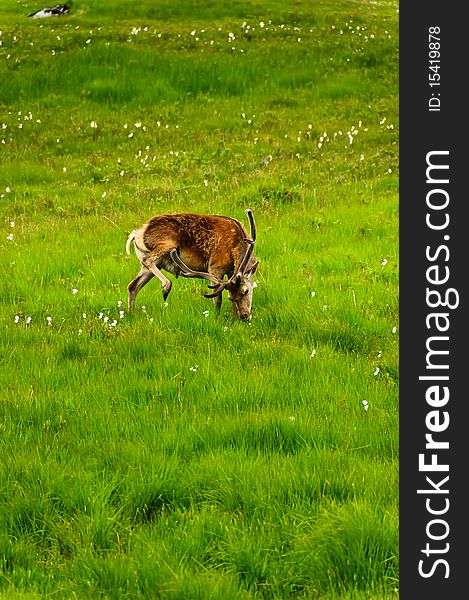 A wild deer grazing in a lush green meadow in Central Scotland