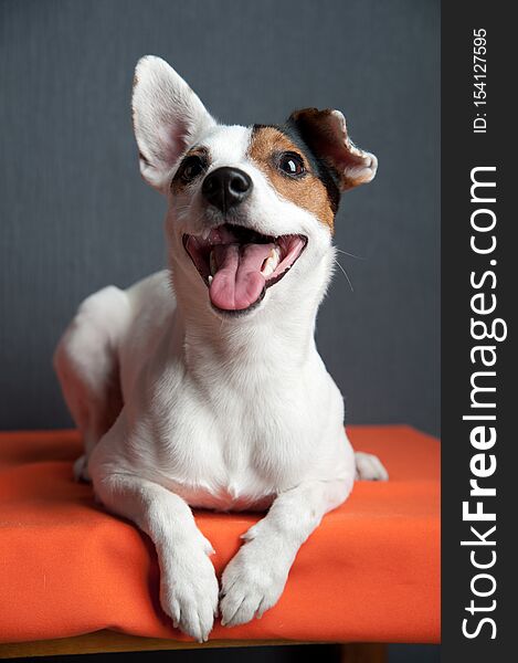 Jack russell terrier lying on dark background. Smiling dog.