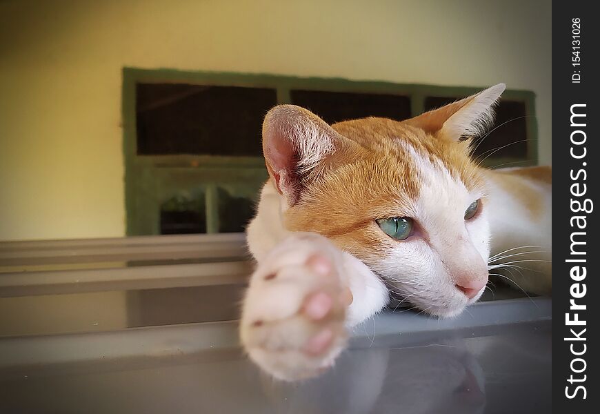 Ginger Tabby Cat Lay Down On Car Roof