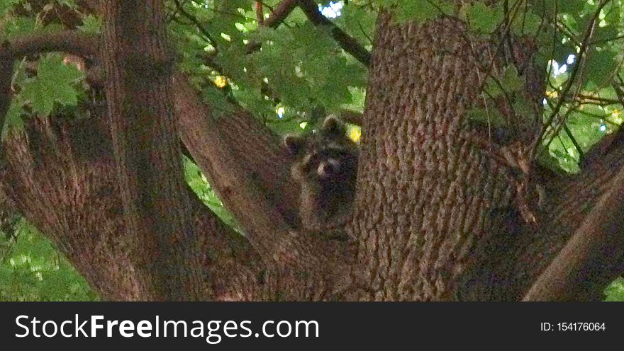 Raccoon In The Park