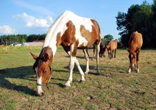 Grazing Horses Stock Photos Grazing Horses Stock Photos