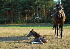 Mare And Newborn Foal Royalty Free Stock Photography Mare And Newborn Foal Royalty Free Stock Photography