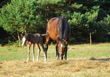 Mare And Foal Stock Photo Mare And Foal Stock Photo