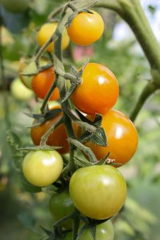 Tomatoes Royalty Free Stock Image Tomatoes Royalty Free Stock Image