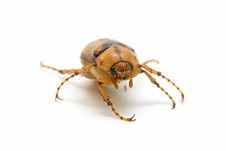 Cockroach Royalty Free Stock Image Cockroach Royalty Free Stock Image