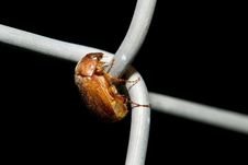 Cockroach Stock Image Cockroach Stock Image