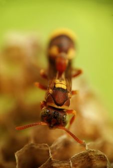 Cute Looking Wasp Resting On Its Nest Stock Image Cute Looking Wasp Resting On Its Nest Stock Image