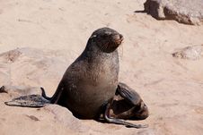 Cape Fur Seal Stock Photo