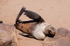 Cape Fur Seal Royalty Free Stock Image