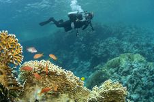 Coral And Scuba Diver Royalty Free Stock Images Coral And Scuba Diver Royalty Free Stock Images