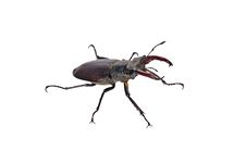 Stag-beetle, Isolated Royalty Free Stock Image