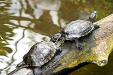 Turtles Royalty Free Stock Images Turtles Royalty Free Stock Images