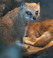 Funny And Cute Suricate (meerkat Stock Photography