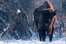 European Bison (Bison Bonasus), Male Royalty Free Stock Photos European Bison (Bison Bonasus), Male Royalty Free Stock Photos