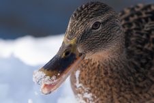 Mallard Duck Female Portrait In Winter Royalty Free Stock Photo Mallard Duck Female Portrait In Winter Royalty Free Stock Photo