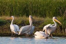 White Pelicans On Shore Stock Images White Pelicans On Shore Stock Images