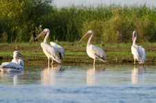 White Pelicans On Shore Royalty Free Stock Photo White Pelicans On Shore Royalty Free Stock Photo